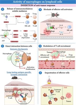 Immune cell networking in solid tumors: focus on macrophages and neutrophils